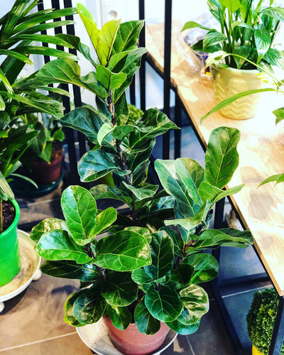 Ficus Lyrata 3 varas