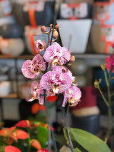Cargar imagen en el visor de la galería, Planta de Orquideas Phalaenopsis 2 Varas