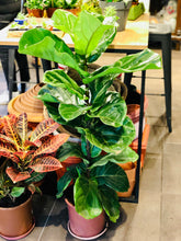 Cargar imagen en el visor de la galería, Rivera Flores - Floreria Planta de interior Ficus Lyrata 1.10 mts alto