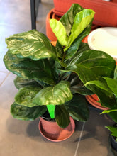 Cargar imagen en el visor de la galería, Rivera Flores - Floreria Planta de interior Ficus Lyrata Hojas Grandes