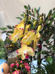 Planta de Orquideas Phalaenopsis 2 Varas