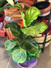 Cargar imagen en el visor de la galería, Rivera Flores - Floreria Planta de interior Ficus Lyrata 80cm alto