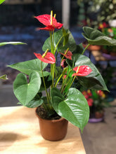 Cargar imagen en el visor de la galería, Rivera Flores - Floreria Planta de interior Anturio Mediano