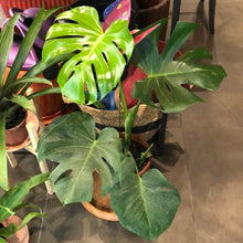 Cargar imagen en el visor de la galería, Rivera Flores - Floreria Planta de interior Monstera - Esqueleto de caballo