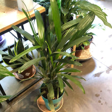 Cargar imagen en el visor de la galería, Rivera Flores - Floreria Planta de interior Raphis