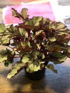 Begonia Rex