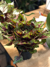 Cargar imagen en el visor de la galería, Begonia Rex